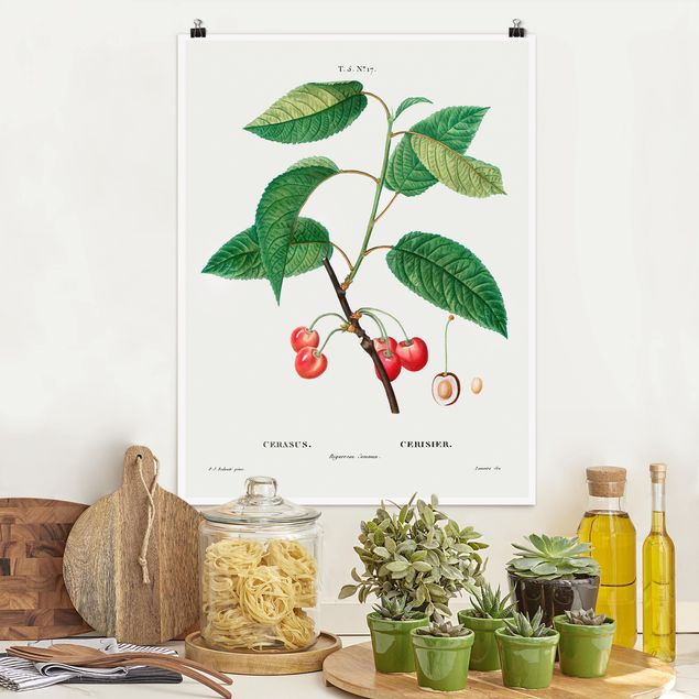 Poster illustrazioni Illustrazione botanica vintage Ciliegie rosse