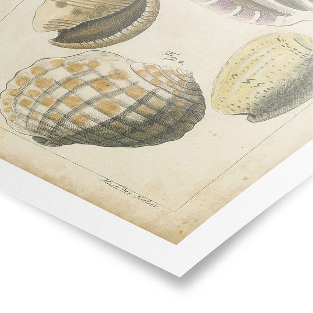 Poster - Vintage Conch Disegno Giallo - Verticale 3:2