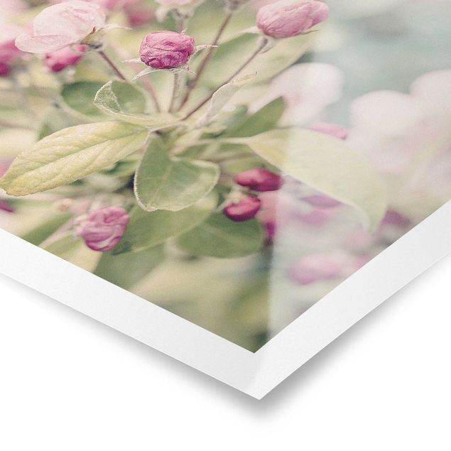 Poster - Apple Blossom rosa bokeh - Orizzontale 3:4