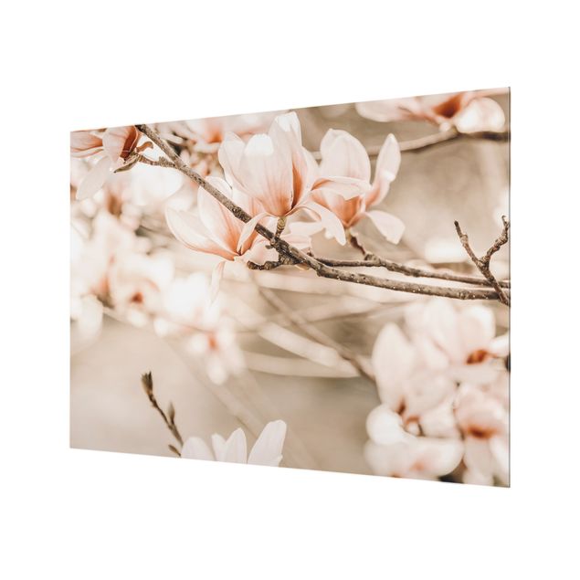 Paraschizzi in vetro - Ramo di magnolia in stile vintage - Formato orizzontale 4:3