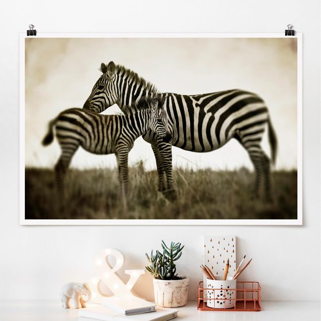 quadri con animali Coppia di zebre