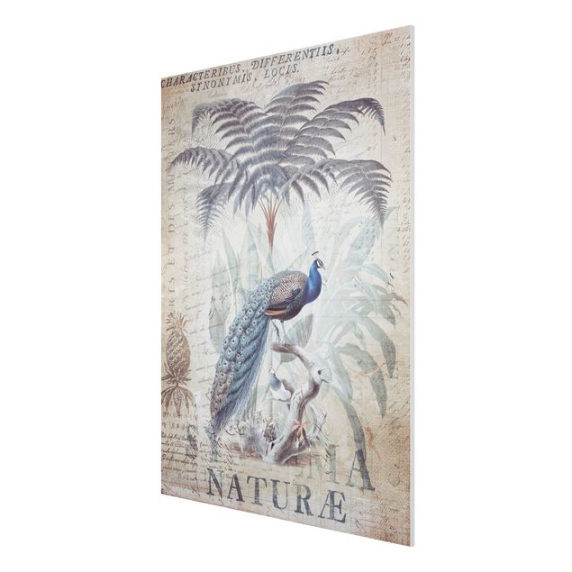 Stampa su Forex - Shabby Chic Collage - Peacock - Verticale 4:3