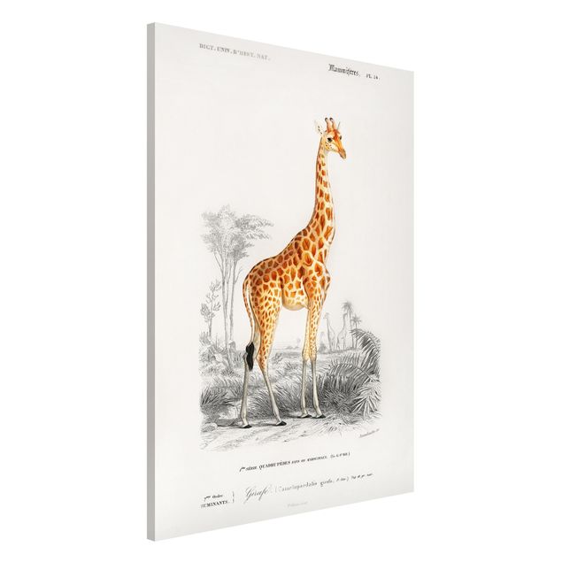 Quadri animali Bacheca vintage Giraffa