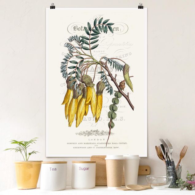 Poster illustrazioni Tavola botanica - Schnurbaum
