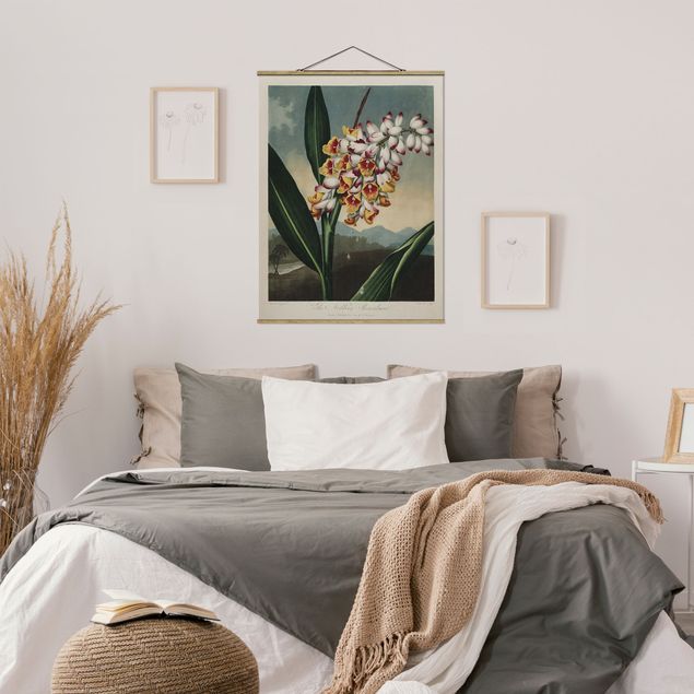Foto su tessuto da parete con bastone - Botanica illustrazione d'epoca fiore dello zenzero - Verticale 4:3