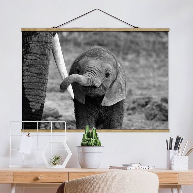 quadri con animali Elefantino