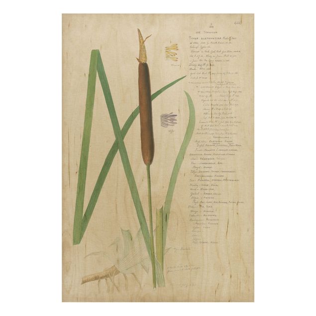 Stampa su legno - Vintage Botanica Disegno Erbe II - Verticale 3:2