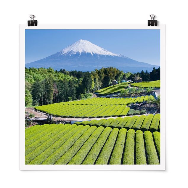 Poster - Tea Campi Davanti Al Fuji - Quadrato 1:1