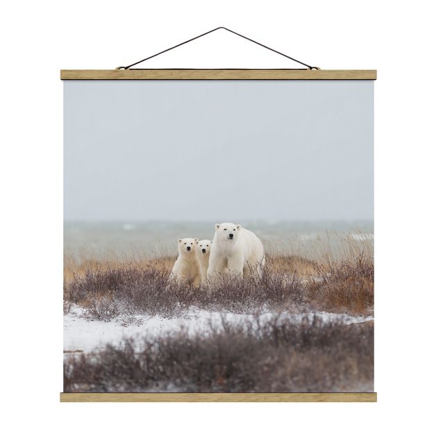 Quadro su tessuto con stecche per poster - Orso polare e suoi cuccioli - Quadrato 1:1