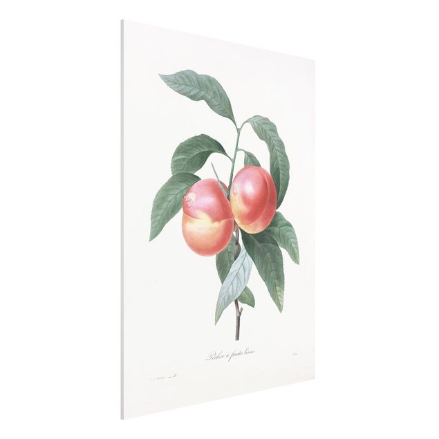 Stampa su Forex - Botanica illustrazione d'epoca Peach - Verticale 4:3