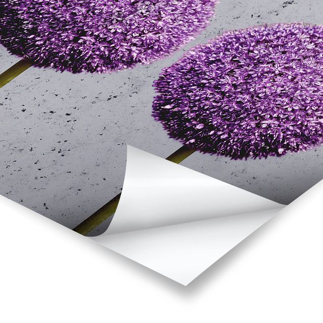 Poster - Allium Flower Ball - Panorama formato orizzontale