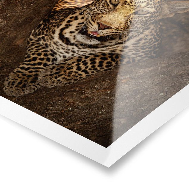 Poster - Leopard riposo su un albero - Quadrato 1:1