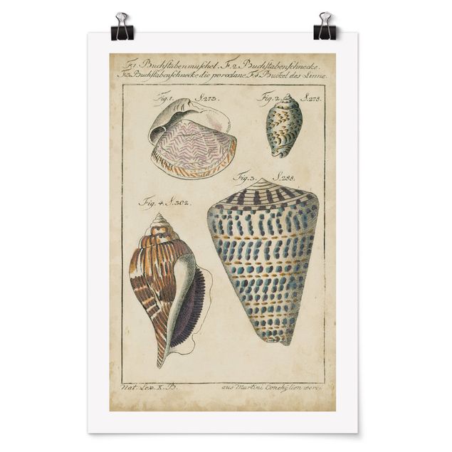 Poster - Vintage Conch Disegno modella variopinto - Verticale 3:2