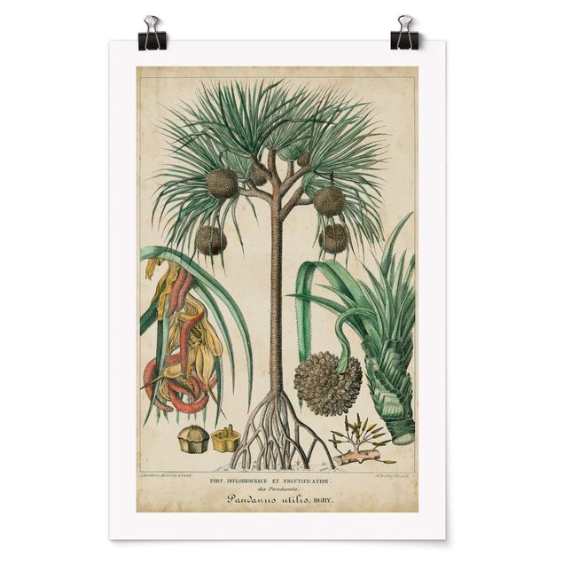 Poster - Consiglio Vintage Exotic Palms I - Verticale 3:2