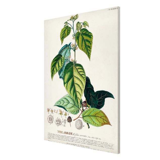 Lavagna magnetica - Vintage botanica cacao - Formato verticale 2:3