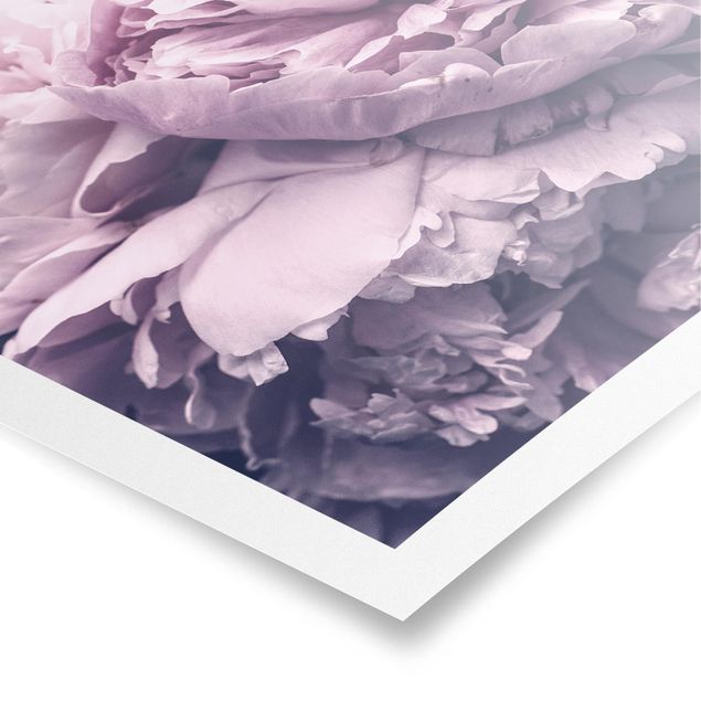 Poster - Viola Peony Blossoms - Verticale 4:3