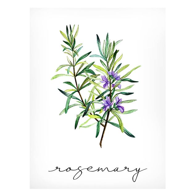 Lavagna magnetica - Illustrazione di erbe aromatiche rosmarino
