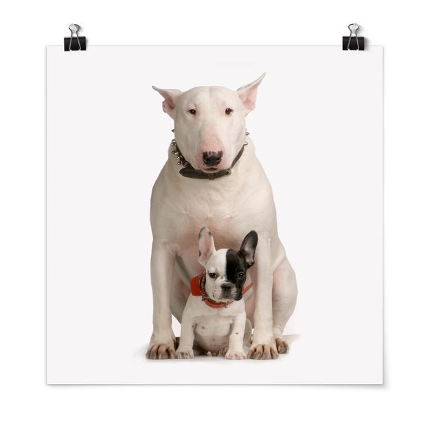 Poster - Bull Terrier e amico - Quadrato 1:1