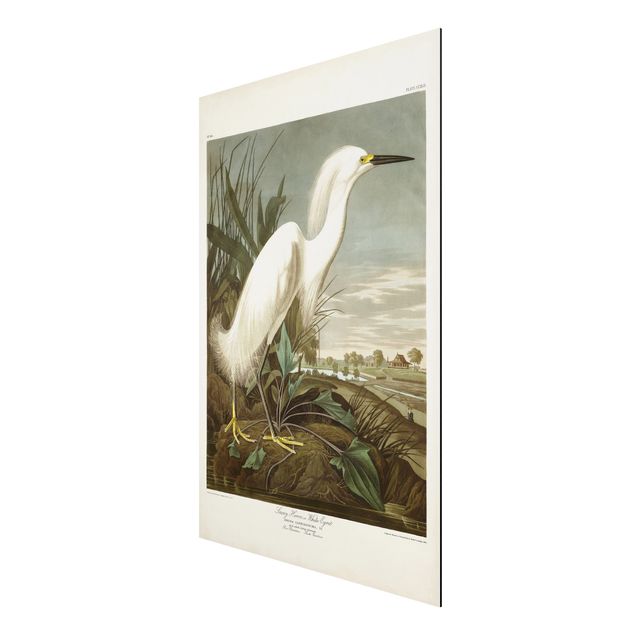 Stampa su alluminio spazzolato - Consiglio Vintage White Heron I - Verticale 3:2