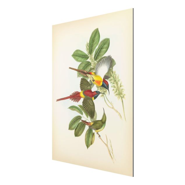 Stampa su alluminio spazzolato - Illustrazione Vintage Tropical Birds III - Verticale 4:3
