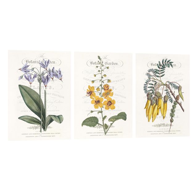 Stampe su tela Set tableau botanico I