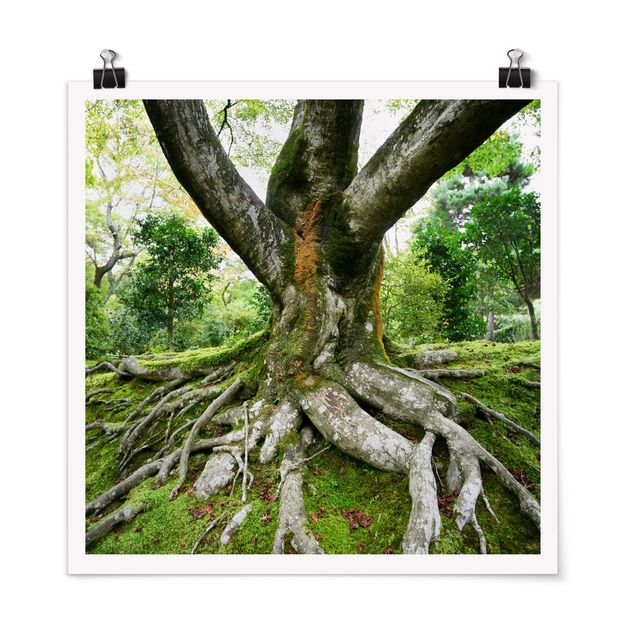 Poster - vecchio albero - Quadrato 1:1