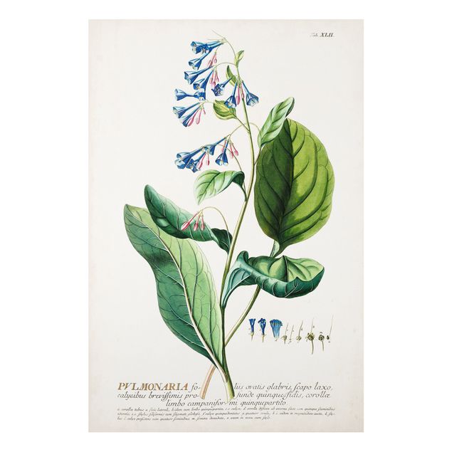 Stampa su Forex - Vintage botanica Lungwort - Verticale 3:2
