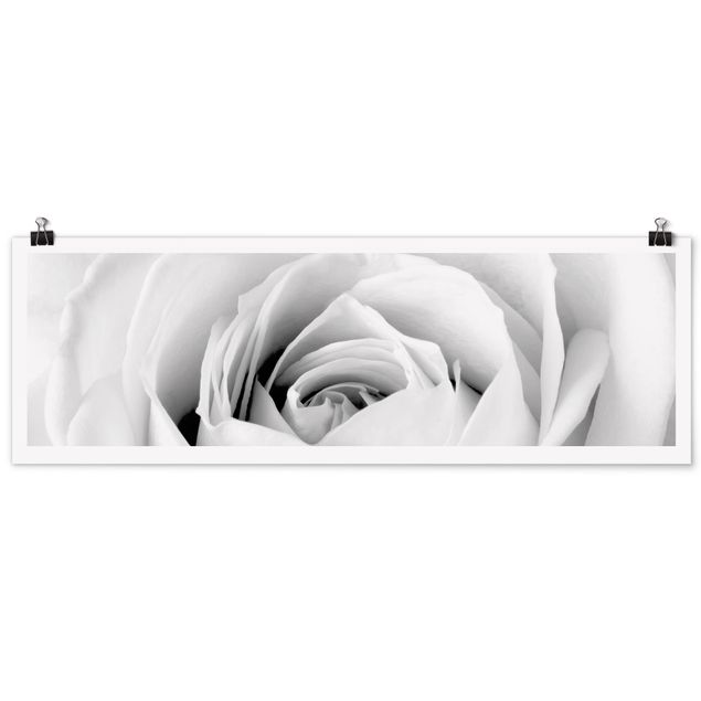 Poster - Close Up Rose - Panorama formato orizzontale