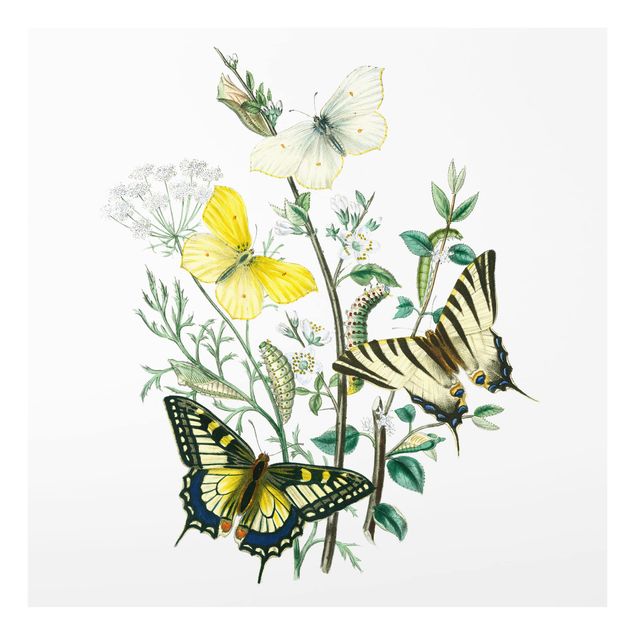 Paraschizzi in vetro - British Butterflies III