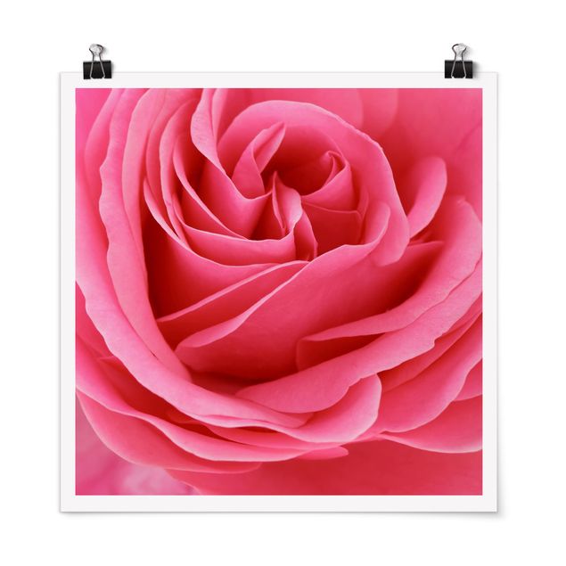 Poster - Lustful Pink Rose - Quadrato 1:1