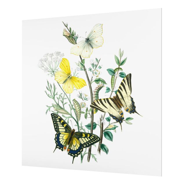 Paraschizzi in vetro - British Butterflies III