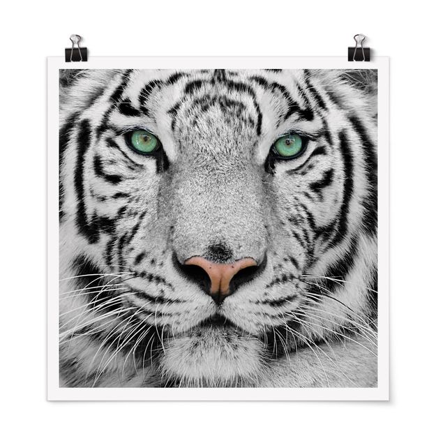 Poster - white Tiger - Quadrato 1:1