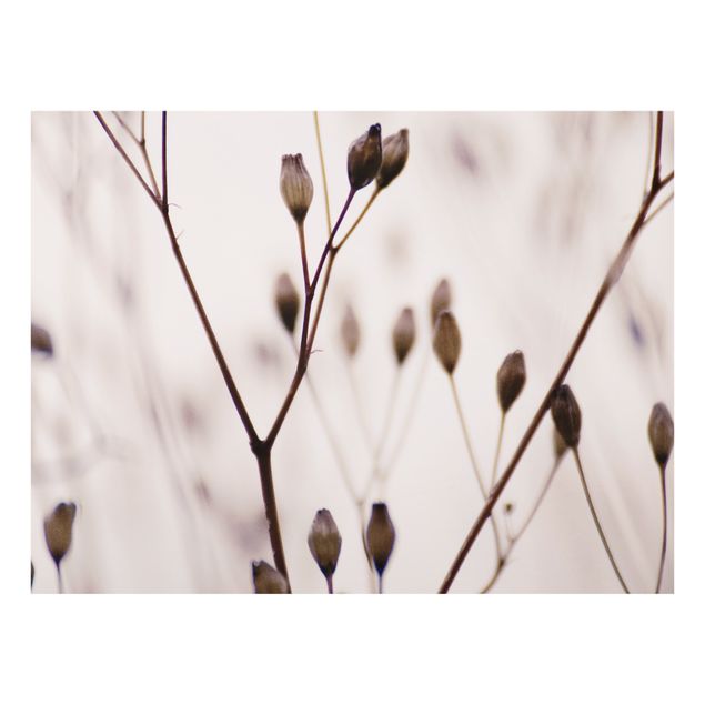 Paraschizzi in vetro - Gemme scure su ramo di fiori selvatici - Formato orizzontale 4:3