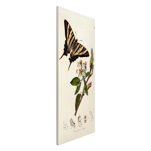 quadri con animali John Curtis - Una scarsa farfalla a coda di rondine