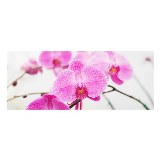 Paraschizzi in vetro - Close Orchid