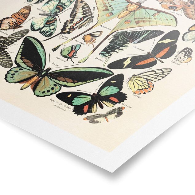 Poster - Vintage Consiglio farfalle e falene - Verticale 4:3