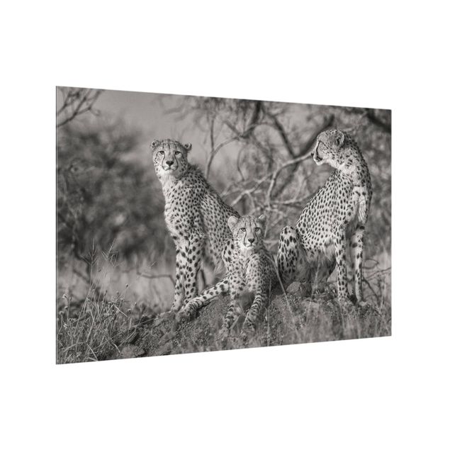 Paraschizzi in vetro - Three Cheetahs