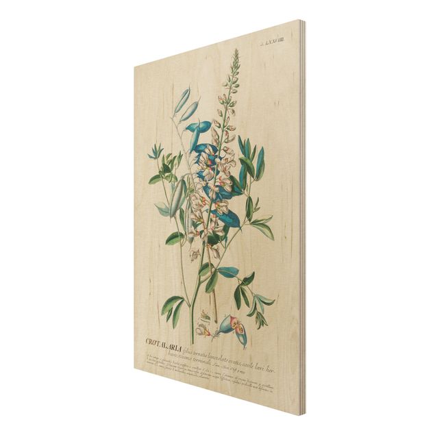 Stampa su legno - Vintage botanico Legumi Illustrazione - Verticale 3:2