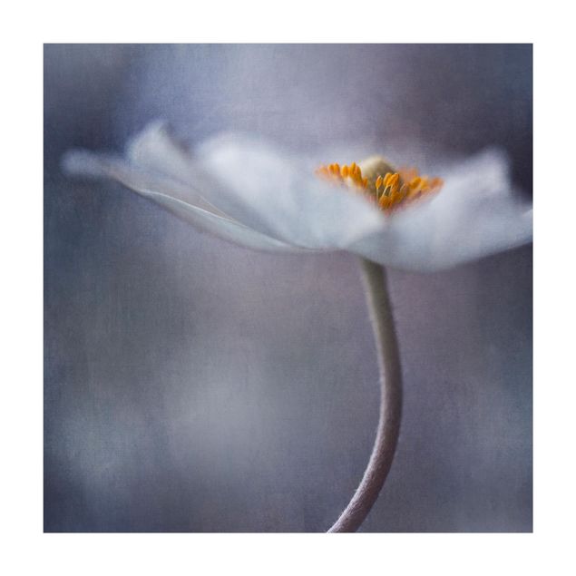 Tappeti viola Fiore di vento bianco