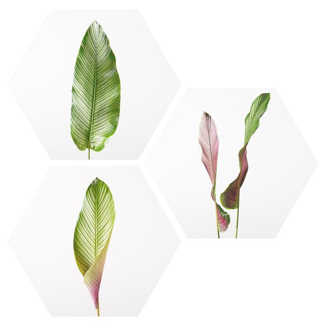 Esagono in Alluminio Dibond - Grandi foglie Calathea-Ornata