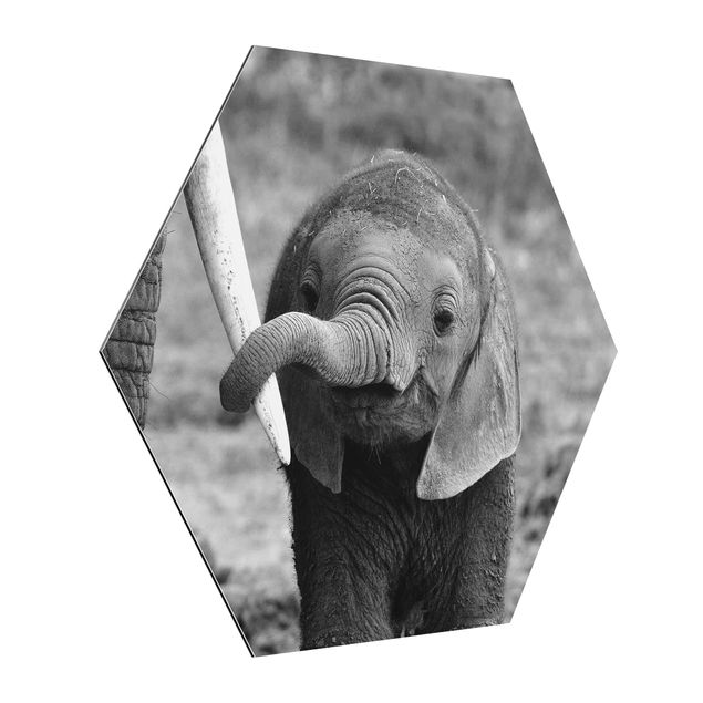 Esagono in Alluminio Dibond - baby Elephant