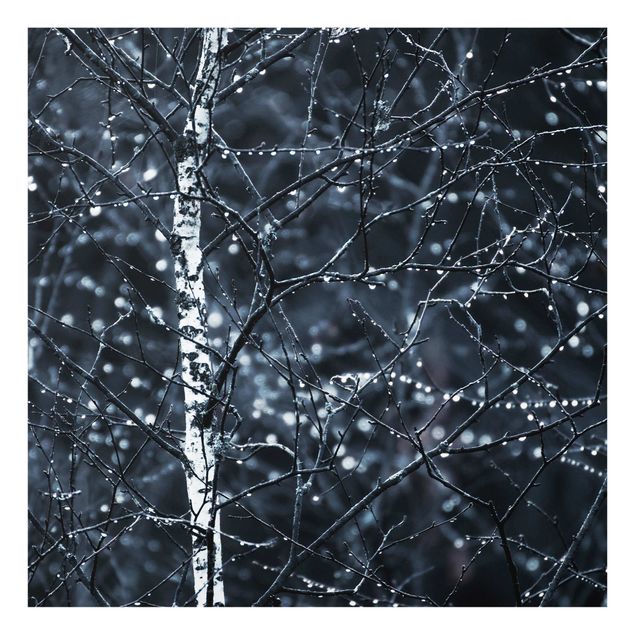 Paraschizzi in vetro - Betulla scura nella fredda pioggia - Quadrato 1:1