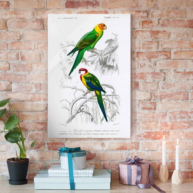quadri con animali Bacheca vintage Due pappagalli verde rosso