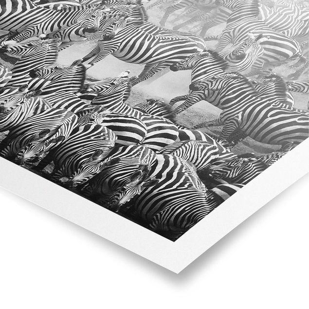 Poster - Zebra Herd II - Orizzontale 2:3
