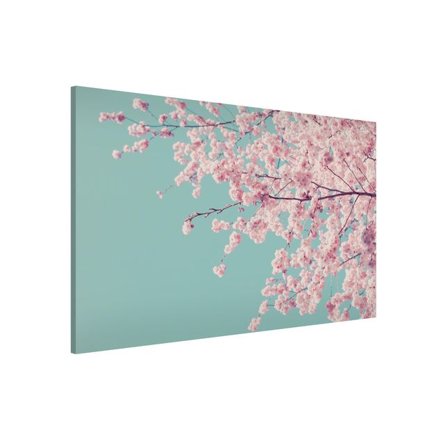 Lavagna magnetica per ufficio Fiore di ciliegio giapponese