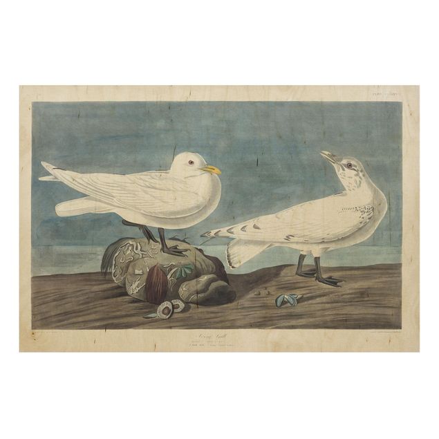 Stampa su legno - Vintage Consiglio Ivory Gull - Orizzontale 2:3