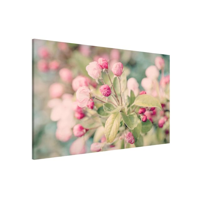 Lavagna magnetica per ufficio Bokeh di fiori di melo rosa chiaro
