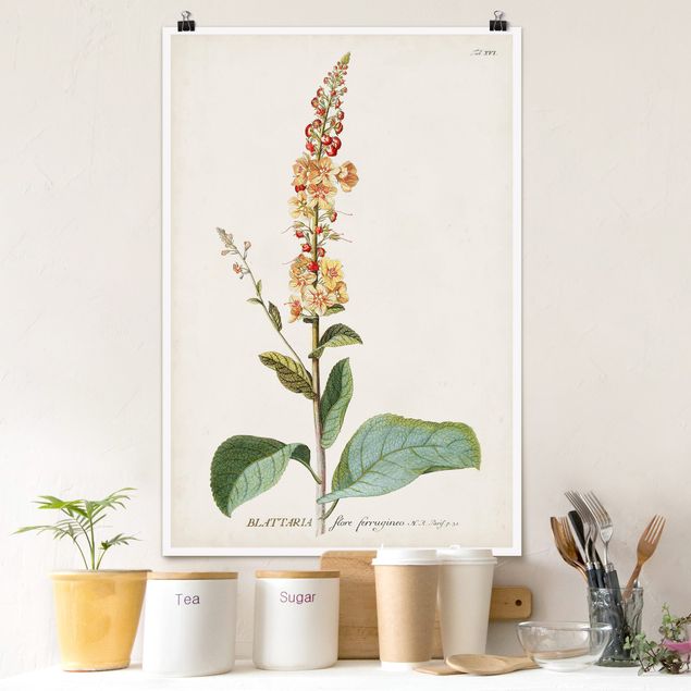 Poster illustrazioni Illustrazione botanica vintage Mullein