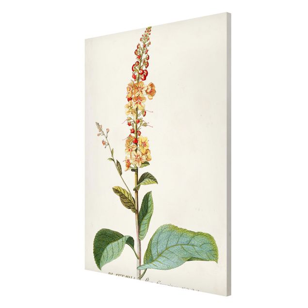 Lavagna magnetica - Vintage botanica Verbasco - Formato verticale 2:3