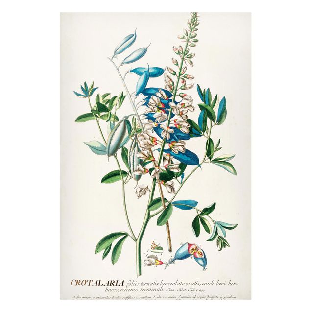 Lavagna magnetica - Vintage botanico Legumi Illustrazione - Formato verticale 2:3